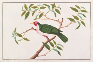 Jambu Fruit-dove，来自马六甲的鸟类画，c.1805-18（纸上写着） 作者 中文学校